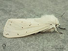  72.020 White Ermine female Copyright Martin Evans 