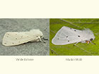  72.020 White Ermine and Muslin Moth female Copyright Martin Evans 