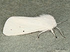  72.021 Water Ermine Copyright Martin Evans 