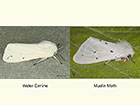  72.021 Water Ermine and female Muslin Moth Copyright Martin Evans 