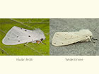  72.022 Muslin Moth female and White Ermine female Copyright Martin Evans 