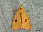  72.023 Clouded Buff Copyright Martin Evans 