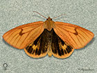  72.023 Clouded Buff female Copyright Martin Evans 
