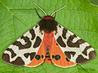  72.026 Garden Tiger Copyright Martin Evans 