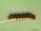  72.026 Garden Tiger larva mm Copyright Martin Evans 