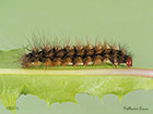  72.027 Cream-spot Tiger larva length 35mm Copyright Martin Evans 