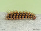  72.027 Cream-spot Tiger larva length 46mm Copyright Martin Evans 