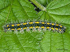  72.029 Scarlet Tiger larva 43mm Copyright Martin Evans 