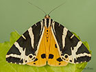  72.030 Jersey Tiger yellow form Copyright Martin Evans 