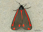  72.031 Cinnabar Copyright Martin Evans 