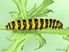  72.031 Cinnabar Copyright Martin Evans 