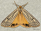 72.033 Feathered Footman Copyright Martin Evans 