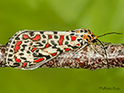  72.034 Crimson Speckled form Copyright Martin Evans 