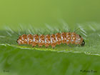  72.034 Crimson Speckled larva 3mm Copyright Martin Evans 