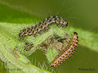  72.034 Crimson Speckled larvae 5mm and 7mm Copyright Martin Evans 