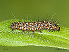  72.034 Crimson Speckled larva 15mm Copyright Martin Evans 