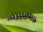  72.034 Crimson Speckled larva 17mm Copyright Martin Evans 