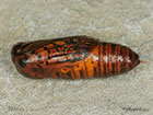  72.034 Crimson Speckled pupa 12.5mm Copyright Martin Evans 