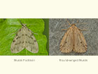  72.036 Muslin Footman and Round-winged Muslin Copyright Martin Evans 