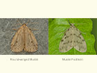  72.037 Round-winged Muslin and Muslin Footman Copyright Martin Evans 
