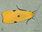  72.041 Four-spotted Footman female Copyright Martin Evans 