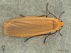  72.043 Buff Footman female Copyright Martin Evans 