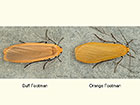  72.043 Buff Footman and Orange Footman Copyright Martin Evans 