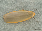  72.044 Dingy Footman Copyright Martin Evans 