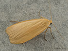  72.044 Dingy Footman buff form Copyright Martin Evans 