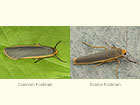  72.045 Common Footman and Scarce Footman Copyright Martin Evans 