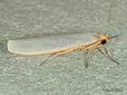  72.047 Hoary Footman Copyright Martin Evans 