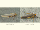  72.047 Hoary Footman and Scarce Footman Copyright Martin Evans 