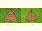  72.055 Small Fan-foot and Fan-foot Copyright Martin Evans 