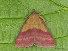  72.067 Small Purple-barred Copyright Martin Evans 