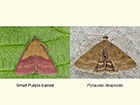  72.067 Small Purple-barred and Pyrausta cingulata Copyright Martin Evans 
