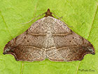  72.069 Beautiful Hook-tip Copyright Martin Evans 