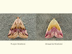  72.072 Purple Marbled and Beautiful Marbled Copyright Martin Evans 