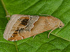  72.073 Small Marbled Copyright Martin Evans 