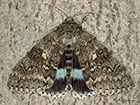  72.076 Clifden Nonpareil Copyright Martin Evans 