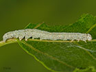  72.076 Clifden Nonpareil larva 21mm Copyright Martin Evans 