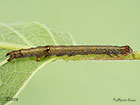  72.079 Rosy Underwing larva 27mm Copyright Martin Evans 