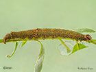  72.079 Rosy Underwing larva 60mm Copyright Martin Evans 