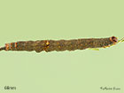  72.079 Rosy Underwing larva 68mm Copyright Martin Evans 