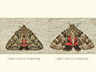  72.081 Dark Crimson Underwing and Light Crimson Underwing Copyright Martin Evans 