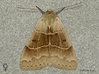  72.086 Lunar Double-stripe female Copyright Martin Evans 