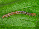  72.087 Passenger larva length 5.5mm Copyright Martin Evans 