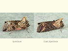  73.001 Spectacle and Dark Spectacle Copyright Martin Evans 