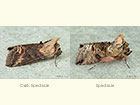  3.002 Dark Spectacle and Spectacle Copyright Martin Evans 