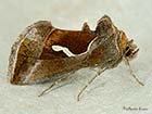 	73.010 Dewick's Plusia Copyright Martin Evans 