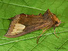  73.011 Scarce Burnished Brass Copyright Martin Evans 